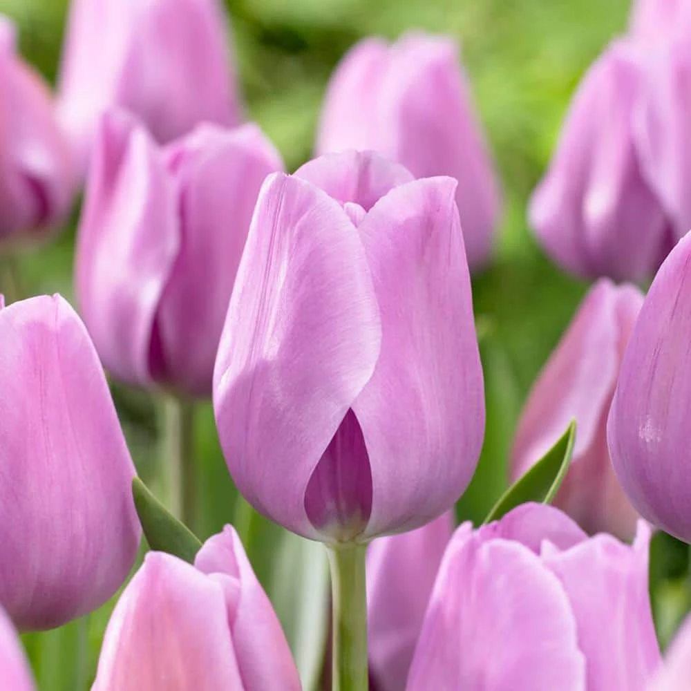 12/ Cm, Lavender Alibi Triumph Tulip Flower Bulbs (Bag Of 25) 3 12/ Cm, Lavender Alibi Triumph Tulip Flower Bulbs (Bag Of 25)