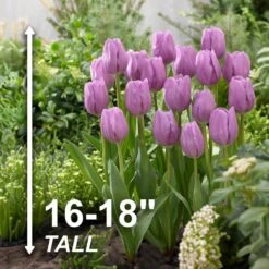 12/+ Cm, Lavender Alibi Triumph Tulip Flower Bulbs (Bag Of 250) -J Parkers Garden Store garden state bulb flower bulbs ecf 91 250 10 4f 1000
