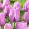 12/+ Cm, Lavender Alibi Triumph Tulip Flower Bulbs (Bag Of 50)
