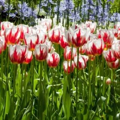 12/+ Cm, Happy Generation Triumph Tulip Flower Bulbs (Bag Of 250) -J Parkers Garden Store garden state bulb flower bulbs ecf 92 250 10 31 1000