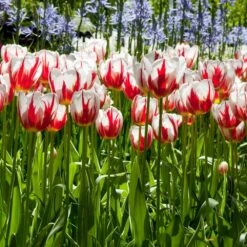 12/+ Cm, Happy Generation Triumph Tulip Flower Bulbs (Bag Of 50) -J Parkers Garden Store garden state bulb flower bulbs ecf 92 50 02 31 1000