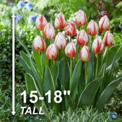 12/+ Cm, Happy Generation Triumph Tulip Flower Bulbs (Bag Of 50) -J Parkers Garden Store garden state bulb flower bulbs ecf 92 50 02 4f 1000