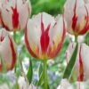12/+ Cm, Happy Generation Triumph Tulip Flower Bulbs (Bag Of 50) 2 12/+ Cm, Happy Generation Triumph Tulip Flower Bulbs (Bag Of 50) -J Parkers Garden Store garden state bulb flower bulbs ecf 92 50 02 64 1000