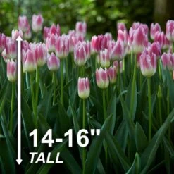 12/+ Cm, Royal 10 Triumph Tulip Flower Bulbs, Pink (Bag Of 100) -J Parkers Garden Store garden state bulb flower bulbs ecf 93 100 04 4f 1000