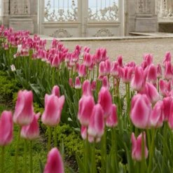 12/ Cm, Royal Ten Triumph Tulip Flower Bulbs, Pink (Bag Of 25) -J Parkers Garden Store garden state bulb flower bulbs ecf 93 25 01 31 1000