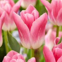 12/ Cm, Royal Ten Triumph Tulip Flower Bulbs, Pink (Bag Of 25)