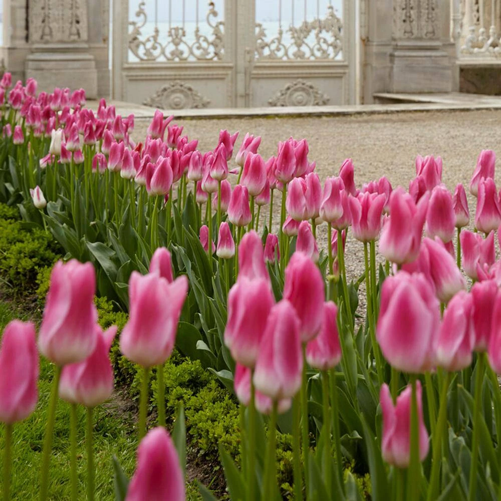 12/+ Cm, Royal 10 Triumph Tulip Flower Bulbs, Pink (Bag Of 250) 10 12/+ Cm, Royal 10 Triumph Tulip Flower Bulbs, Pink (Bag Of 250) - Image 8