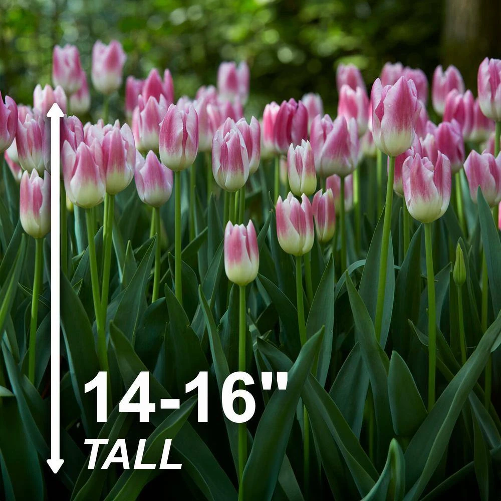 12/+ Cm, Royal 10 Triumph Tulip Flower Bulbs, Pink (Bag Of 250) 5 12/+ Cm, Royal 10 Triumph Tulip Flower Bulbs, Pink (Bag Of 250) - Image 3