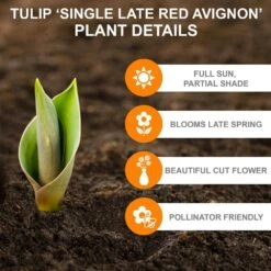 12/Plus Cm, Red Avignon Single Late Tulip Flower Bulbs (Bag Of 100) 11 12/Plus Cm, Red Avignon Single Late Tulip Flower Bulbs (Bag Of 100) -J Parkers Garden Store garden state bulb flower bulbs ecf 94 100 04 c3 1000
