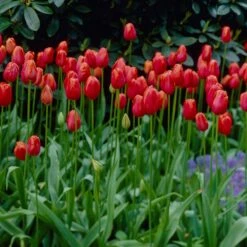 12/Plus Cm, Red Avignon Single Late Tulip Flower Bulbs (Bag Of 50) 17 12/Plus Cm, Red Avignon Single Late Tulip Flower Bulbs (Bag Of 50) -J Parkers Garden Store garden state bulb flower bulbs ecf 94 50 02 31 1000