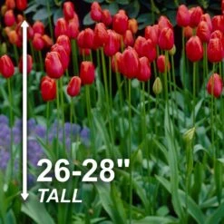 12/Plus Cm, Red Avignon Single Late Tulip Flower Bulbs (Bag Of 50) 12 12/Plus Cm, Red Avignon Single Late Tulip Flower Bulbs (Bag Of 50) -J Parkers Garden Store garden state bulb flower bulbs ecf 94 50 02 4f 1000