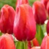 12/Plus Cm, Red Avignon Single Late Tulip Flower Bulbs (Bag Of 50) -J Parkers Garden Store garden state bulb flower bulbs ecf 94 50 02 64 1000