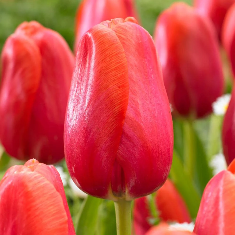 12/Plus Cm, Red Avignon Single Late Tulip Flower Bulbs (Bag Of 50) 3 12/Plus Cm, Red Avignon Single Late Tulip Flower Bulbs (Bag Of 50)