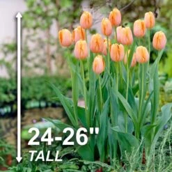 12/+ Cm Orange Dordogne Single Late Tulip Flower Bulbs (Bag Of 250) 12 12/+ Cm Orange Dordogne Single Late Tulip Flower Bulbs (Bag Of 250) -J Parkers Garden Store garden state bulb flower bulbs ecf 95 250 10 4f 1000