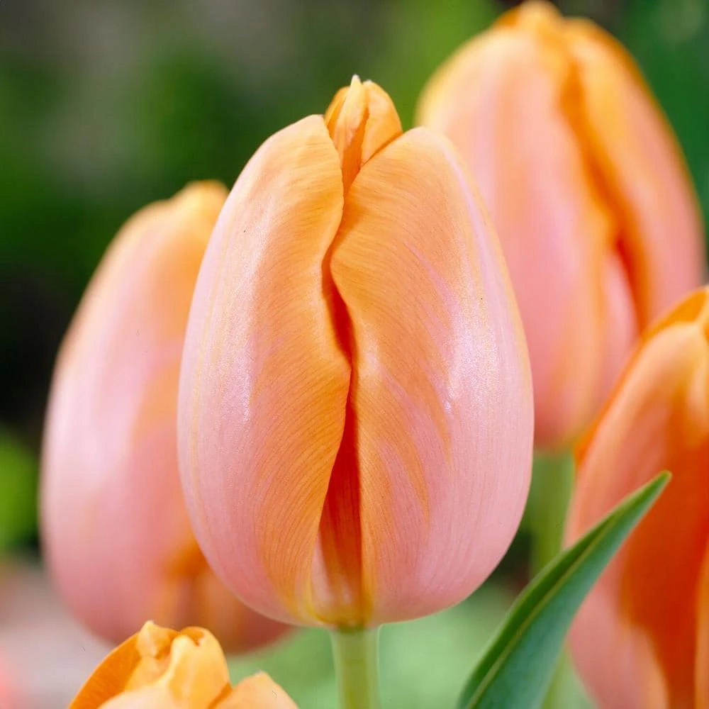 12/+ Cm Orange Dordogne Single Late Tulip Flower Bulbs (Bag Of 250) 3 12/+ Cm Orange Dordogne Single Late Tulip Flower Bulbs (Bag Of 250)