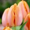 12/Plus Cm, Orange Dordogne Single Late Tulip Flower Bulbs (Bag Of 50) -J Parkers Garden Store garden state bulb flower bulbs ecf 95 50 02 64 1000