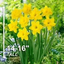 14/16 Cm Dutch Master Trumpet Daffodil Flower Bulbs (Bag Of 100) -J Parkers Garden Store garden state bulb flower bulbs ecf 96 100 04 4f 1000