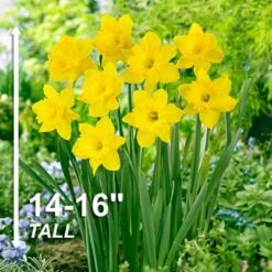 14/16 Cm, Dutch Master Trumpet Daffodil Flower Bulbs (Bag Of 25) -J Parkers Garden Store garden state bulb flower bulbs ecf 96 25 01 4f 1000