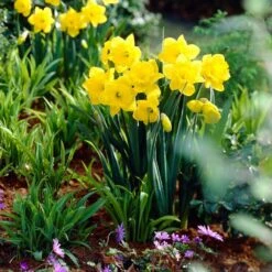 14/16 Cm Dutch Master Trumpet Daffodil Flower Bulbs (Bag Of 250) -J Parkers Garden Store garden state bulb flower bulbs ecf 96 250 10 31 1000