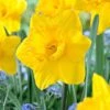 14/16 Cm Dutch Master Trumpet Daffodil Flower Bulbs (Bag Of 250) 1 14/16 Cm Dutch Master Trumpet Daffodil Flower Bulbs (Bag Of 250) -J Parkers Garden Store garden state bulb flower bulbs ecf 96 250 10 64 1000
