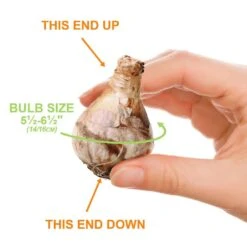 14/16 Cm Dutch Master Trumpet Daffodil Flower Bulbs (Bag Of 50) -J Parkers Garden Store garden state bulb flower bulbs ecf 96 50 02 1f 1000