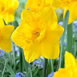 14/16 Cm Dutch Master Trumpet Daffodil Flower Bulbs (Bag Of 50)
