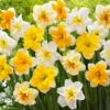 14/16 Cm Butterfly MixSplit CoronaDaffodil Flower Bulbs (Bag Of 100) -J Parkers Garden Store garden state bulb flower bulbs ecf 98 100 04 64 1000