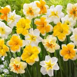 14/16 Cm Butterfly Mix Split Corona Daffodil Flower Bulbs (Bag Of 25)