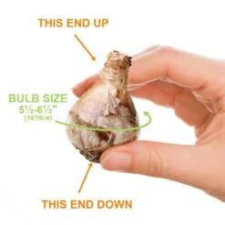 14/16 Cm Butterfly Mix Split Corona Daffodil Flower Bulbs (Bag Of 250) 13 14/16 Cm Butterfly Mix Split Corona Daffodil Flower Bulbs (Bag Of 250) -J Parkers Garden Store garden state bulb flower bulbs ecf 98 250 10 1f 1000