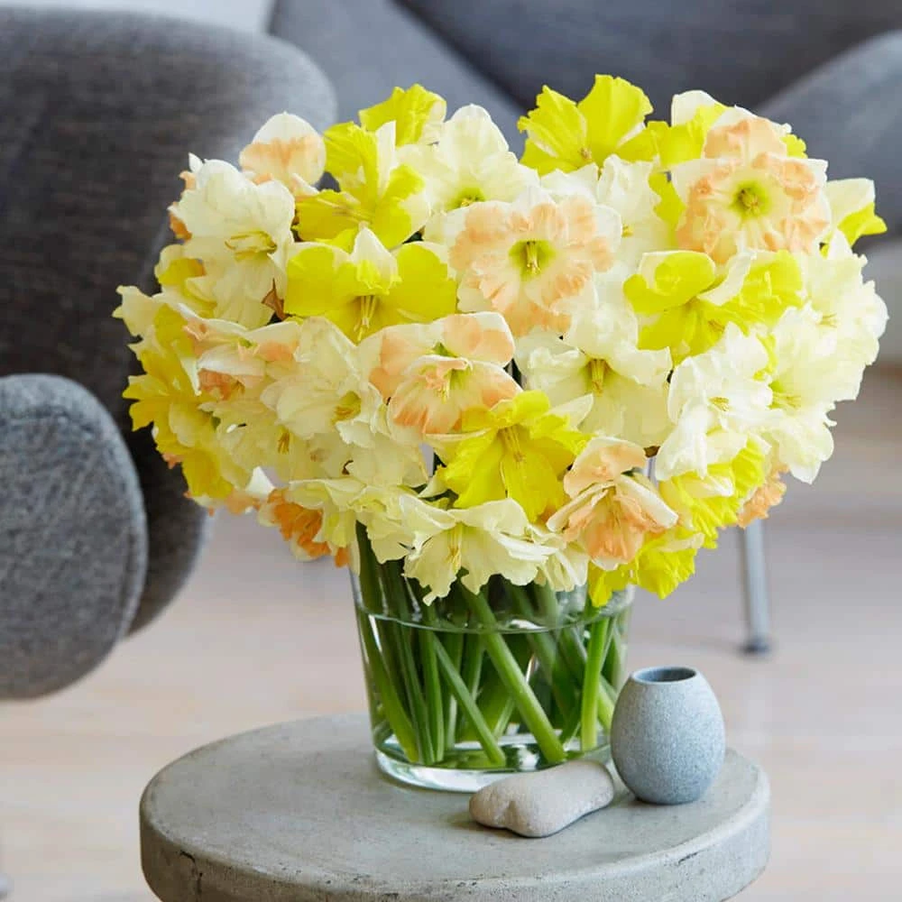 14/16 Cm Butterfly Mix Split Corona Daffodil Flower Bulbs (Bag Of 250) 10 14/16 Cm Butterfly Mix Split Corona Daffodil Flower Bulbs (Bag Of 250) - Image 8