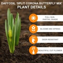 14/16 Cm Butterfly Mix Split Corona Daffodil Flower Bulbs (Bag Of 250) 11 14/16 Cm Butterfly Mix Split Corona Daffodil Flower Bulbs (Bag Of 250) -J Parkers Garden Store garden state bulb flower bulbs ecf 98 250 10 c3 1000