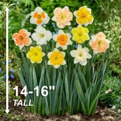 14/16 Cm Butterfly Mix Split Corona Daffodil Flower Bulbs (Bag Of 50) -J Parkers Garden Store garden state bulb flower bulbs ecf 98 50 02 4f 1000