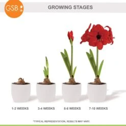 26/28 Cm Red Lion Amaryllis Flower Bulbs (Bag Of 3) -J Parkers Garden Store garden state bulb flower bulbs ech 03 03 01 76 1000