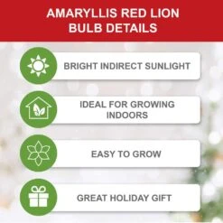 26/28 Cm Red Lion Amaryllis Flower Bulbs (Bag Of 6) 13 26/28 Cm Red Lion Amaryllis Flower Bulbs (Bag Of 6) -J Parkers Garden Store garden state bulb flower bulbs ech 03 06 02 1f 1000