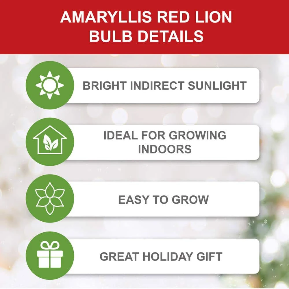 26/28 Cm Red Lion Amaryllis Flower Bulbs (Bag Of 6) 6 26/28 Cm Red Lion Amaryllis Flower Bulbs (Bag Of 6) - Image 4