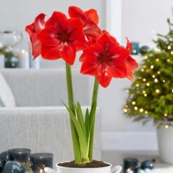 26/28 Cm Red Lion Amaryllis Flower Bulbs (Bag Of 6) 17 26/28 Cm Red Lion Amaryllis Flower Bulbs (Bag Of 6) -J Parkers Garden Store garden state bulb flower bulbs ech 03 06 02 31 1000