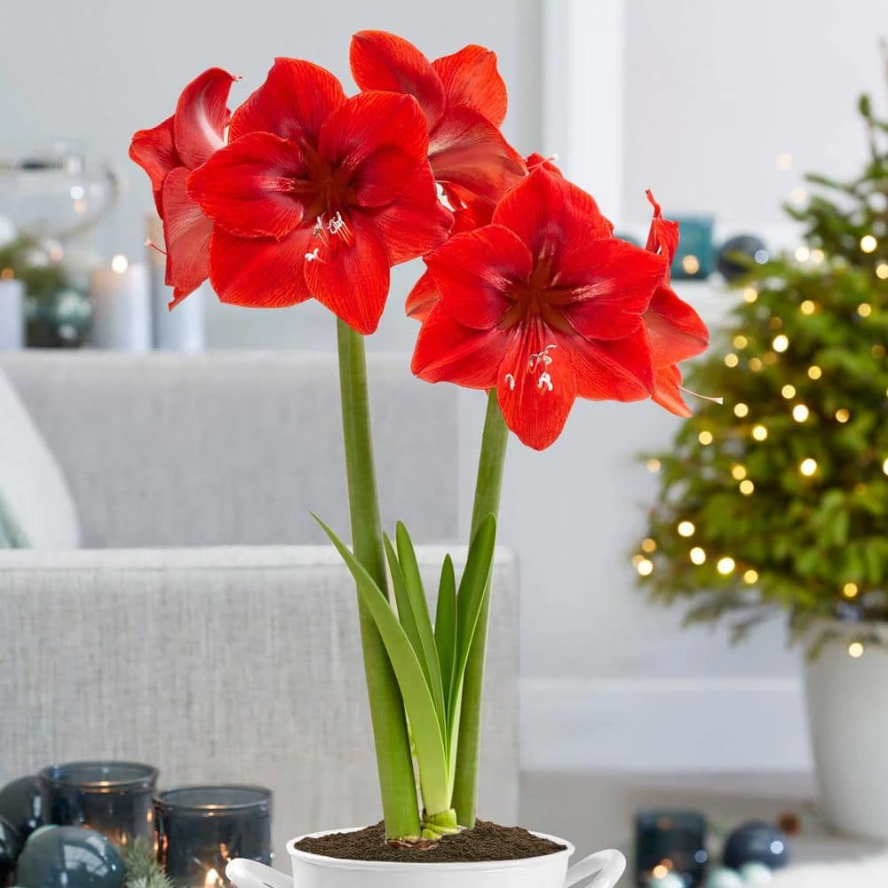 26/28 Cm Red Lion Amaryllis Flower Bulbs (Bag Of 6) 10 26/28 Cm Red Lion Amaryllis Flower Bulbs (Bag Of 6) - Image 8