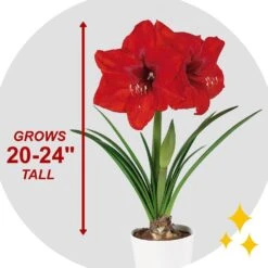 26/28 Cm Red Lion Amaryllis Flower Bulbs (Bag Of 6) 14 26/28 Cm Red Lion Amaryllis Flower Bulbs (Bag Of 6) -J Parkers Garden Store garden state bulb flower bulbs ech 03 06 02 44 1000
