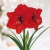 26/28 Cm Red Lion Amaryllis Flower Bulbs (Bag Of 6) -J Parkers Garden Store garden state bulb flower bulbs ech 03 06 02 64 1000