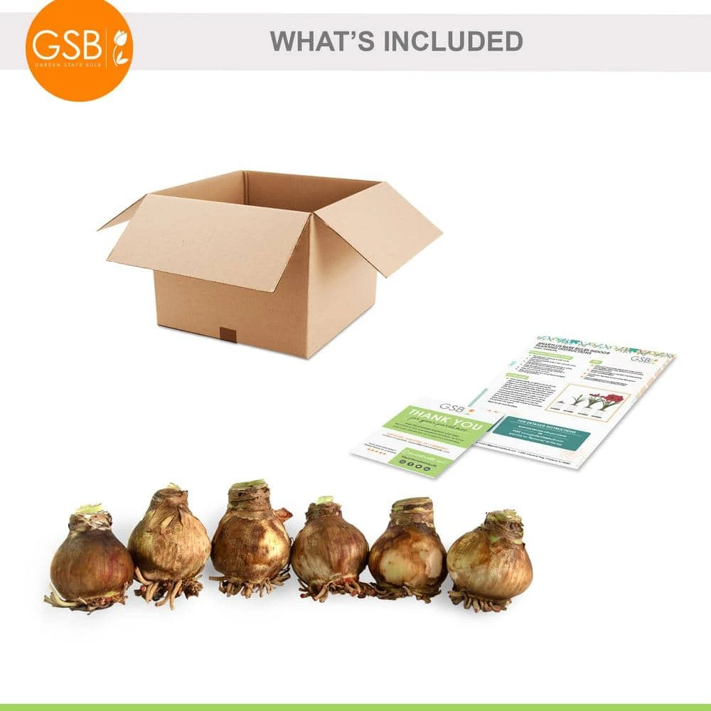 26/28 Cm Red Lion Amaryllis Flower Bulbs (Bag Of 6) 4 26/28 Cm Red Lion Amaryllis Flower Bulbs (Bag Of 6) - Image 2