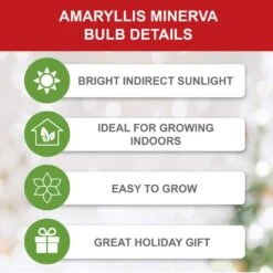 26/28 Cm Minerva Amaryllis Flower Bulbs (Bag Of 3) -J Parkers Garden Store garden state bulb flower bulbs ech 04 03 01 1f 1000