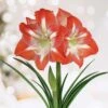 26/28 Cm Minerva Amaryllis Flower Bulbs (Bag Of 3) -J Parkers Garden Store garden state bulb flower bulbs ech 04 03 01 64 1000