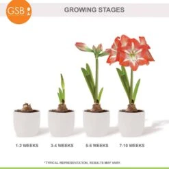 26/28 Cm Minerva Amaryllis Flower Bulbs (Bag Of 3) -J Parkers Garden Store garden state bulb flower bulbs ech 04 03 01 76 1000