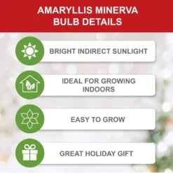 26/28 Cm Minerva Amaryllis Flower Bulbs (Bag Of 6) 13 26/28 Cm Minerva Amaryllis Flower Bulbs (Bag Of 6) -J Parkers Garden Store garden state bulb flower bulbs ech 04 06 02 1f 1000