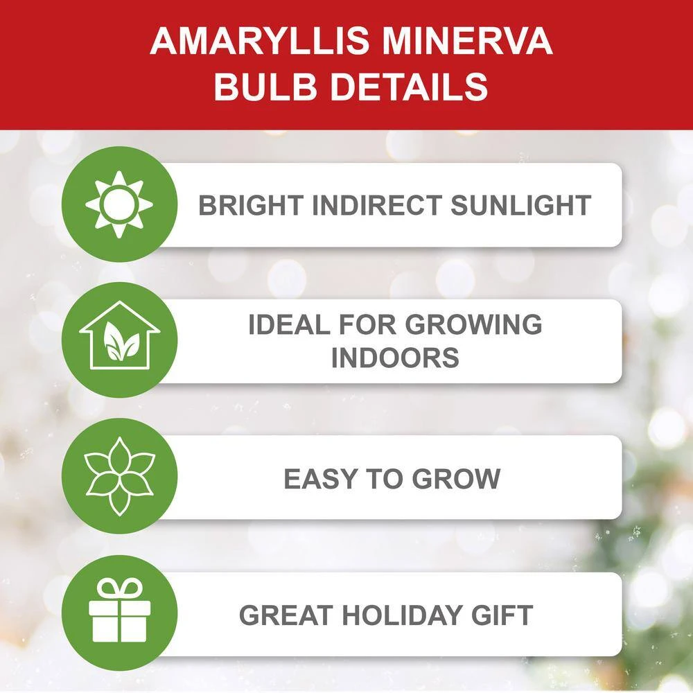 26/28 Cm Minerva Amaryllis Flower Bulbs (Bag Of 6) 6 26/28 Cm Minerva Amaryllis Flower Bulbs (Bag Of 6) - Image 4