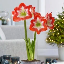 26/28 Cm Minerva Amaryllis Flower Bulbs (Bag Of 6) 17 26/28 Cm Minerva Amaryllis Flower Bulbs (Bag Of 6) -J Parkers Garden Store garden state bulb flower bulbs ech 04 06 02 31 1000