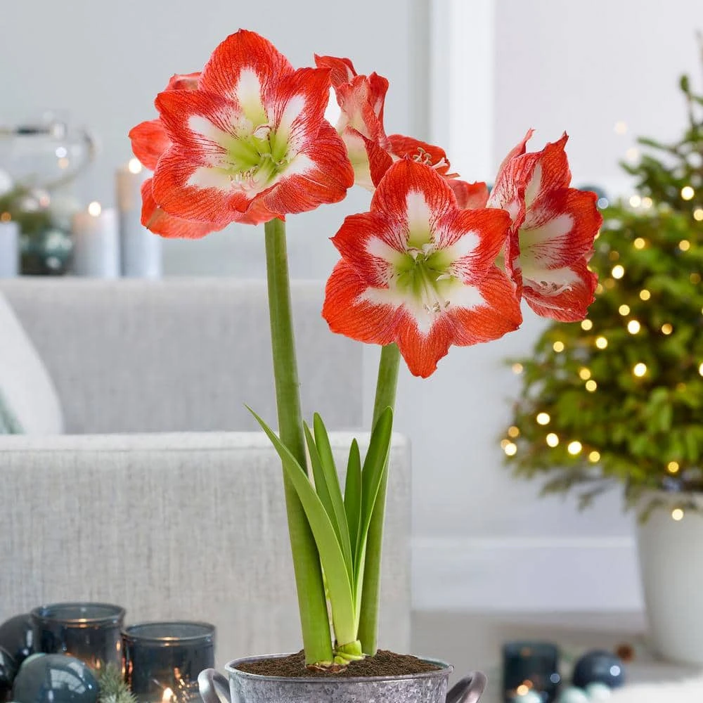 26/28 Cm Minerva Amaryllis Flower Bulbs (Bag Of 6) 10 26/28 Cm Minerva Amaryllis Flower Bulbs (Bag Of 6) - Image 8