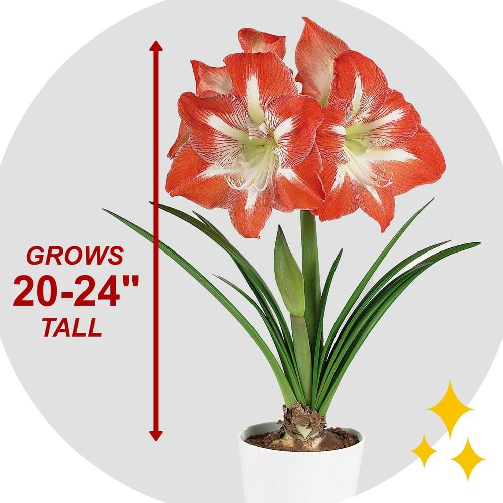 26/28 Cm Minerva Amaryllis Flower Bulbs (Bag Of 6) 7 26/28 Cm Minerva Amaryllis Flower Bulbs (Bag Of 6) - Image 5