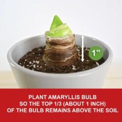 26/28 Cm Minerva Amaryllis Flower Bulbs (Bag Of 6) 15 26/28 Cm Minerva Amaryllis Flower Bulbs (Bag Of 6) -J Parkers Garden Store garden state bulb flower bulbs ech 04 06 02 fa 1000