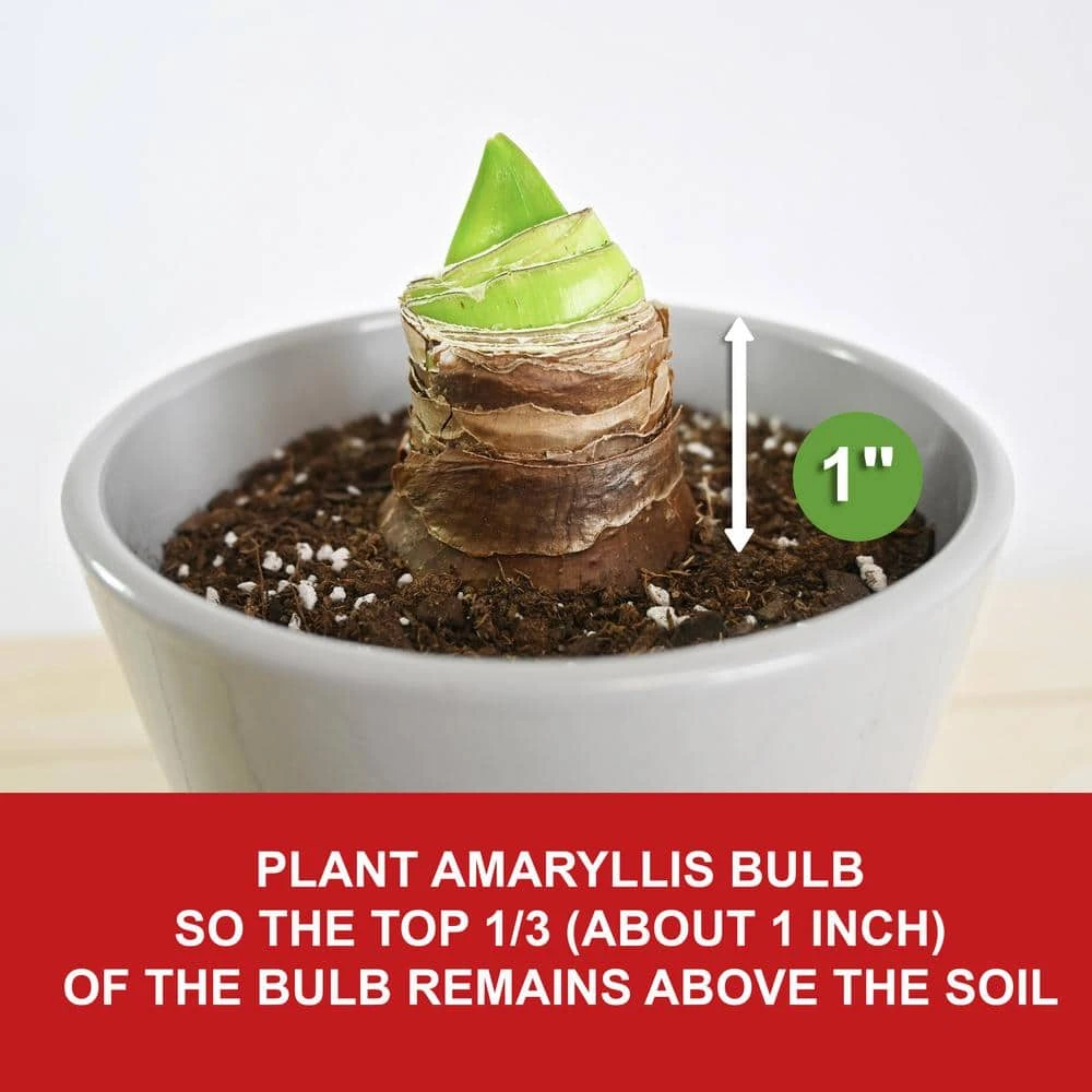 26/28 Cm Minerva Amaryllis Flower Bulbs (Bag Of 6) 8 26/28 Cm Minerva Amaryllis Flower Bulbs (Bag Of 6) - Image 6